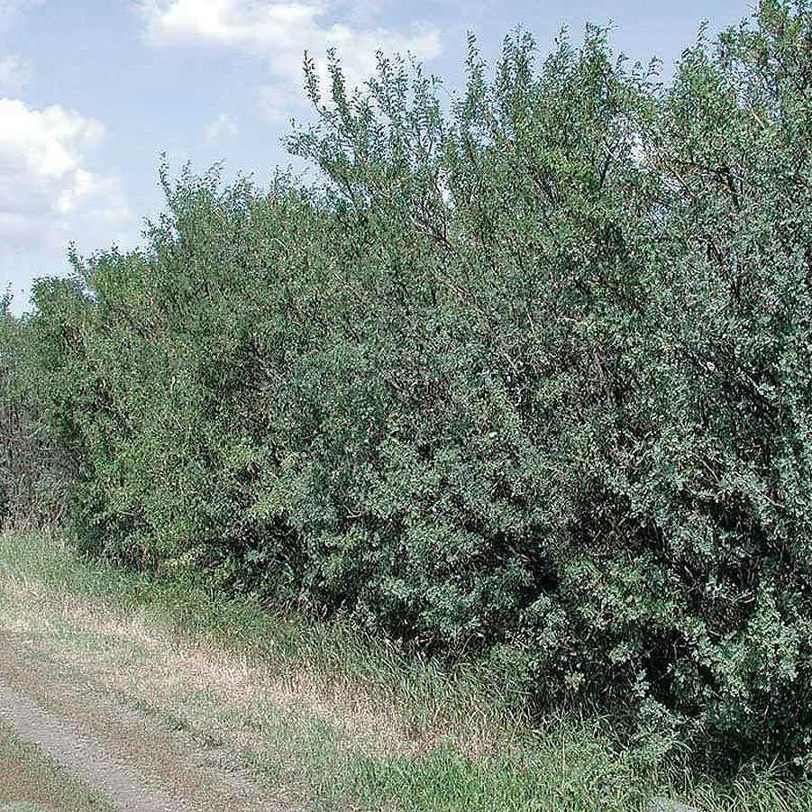 Common Caragana - 8411A