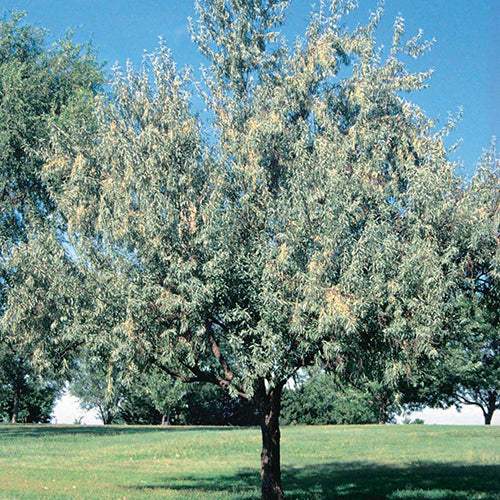 Russian Olive