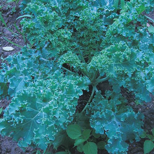 Kale Blue Curled (35-80 Days)