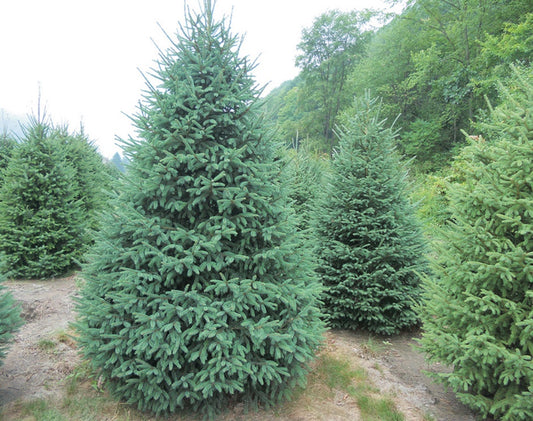 Black Hills Spruce - 8425A
