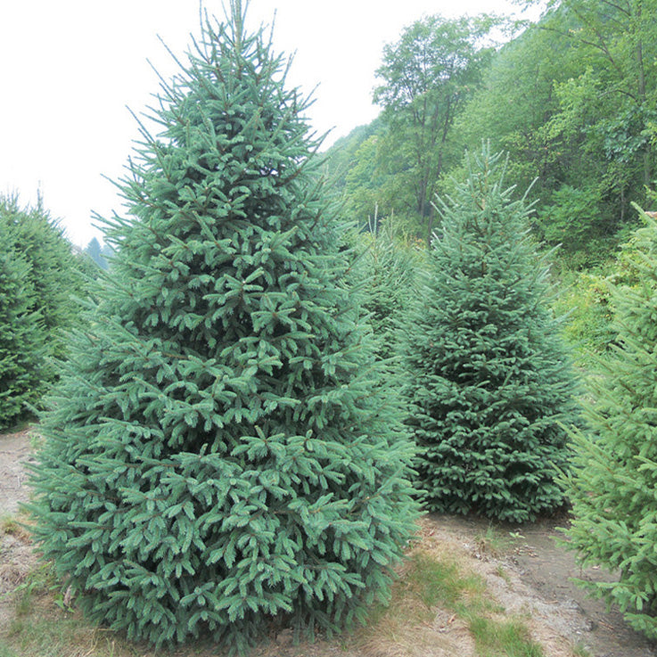 Black Hills Spruce - 8425A