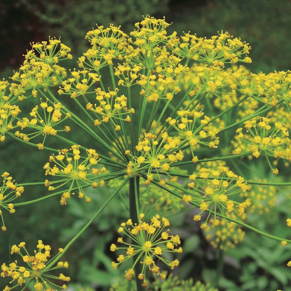 Dill - 842A
