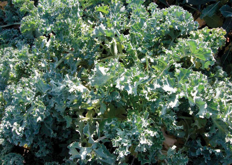 Kale Dwarf Siberian (50 Days) - 843A