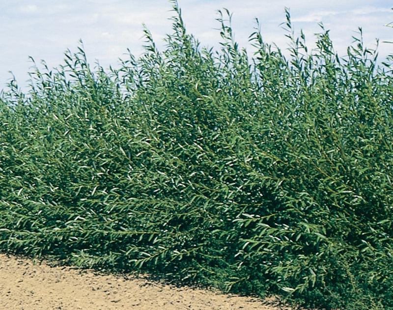 Shelterbelt Willow - 8435A