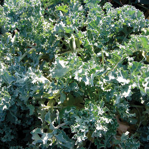 Kale Dwarf Siberian (50 Days) - 843A