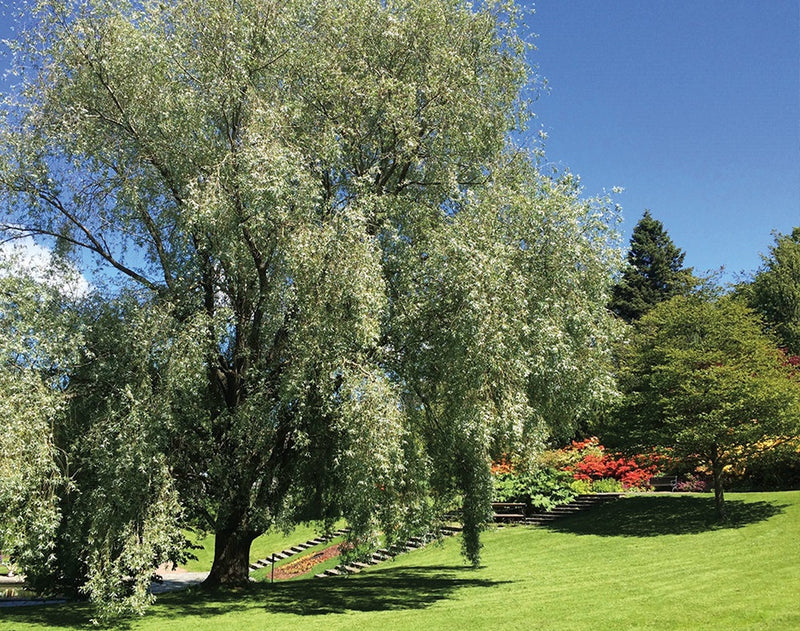 White Willow - 8445A