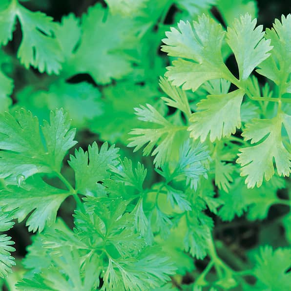 Coriander - Cilantro - 844A