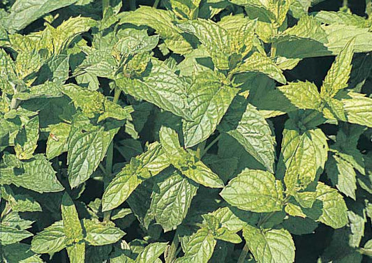 Mint (spearmint) Perennial - 845A