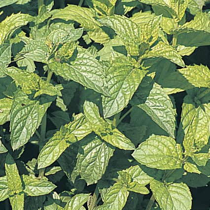Mint (spearmint) Perennial