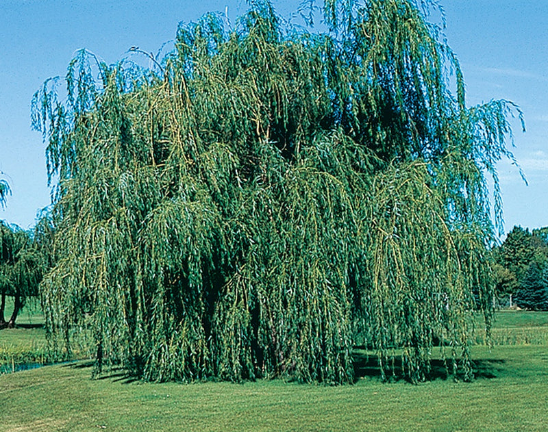Lace Weeping Willow - 8460A
