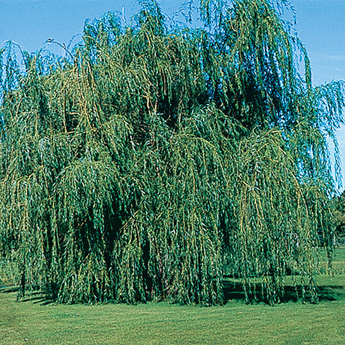 Lace Weeping Willow