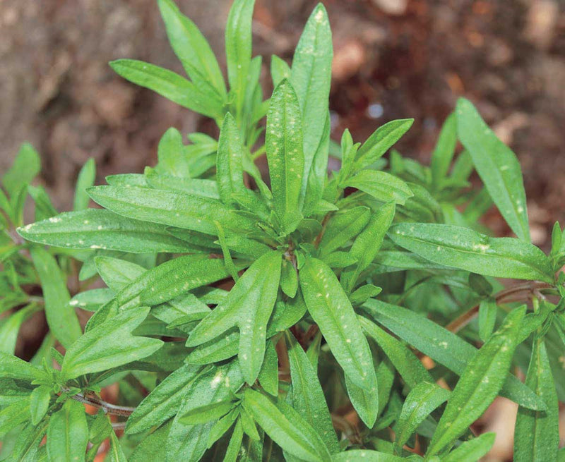 Summer Savory - 847A