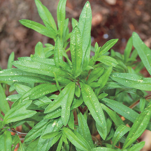 Summer Savory - 847A