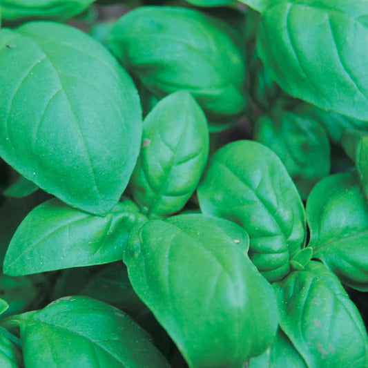 Sweet Basil