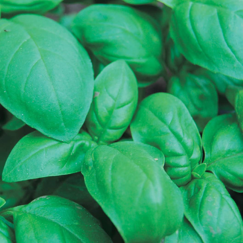 Sweet Basil - 849A