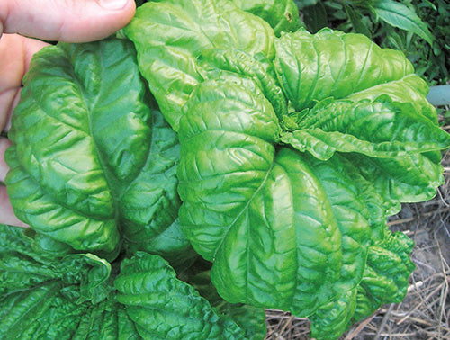 Mammoth Basil - 851A