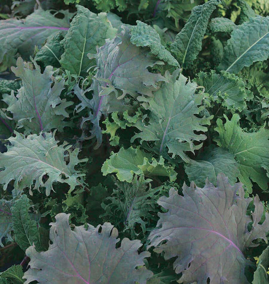 Kale Storm Mix Pelleted (60-80 Days) - 852A