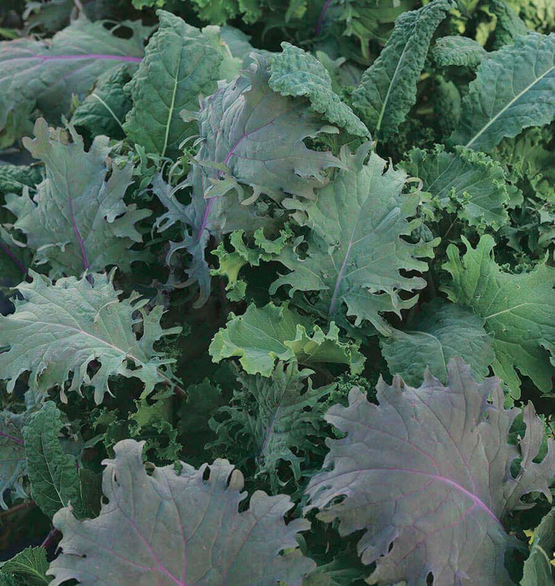 Kale Storm Mix Pelleted (60-80 Days) - 852A