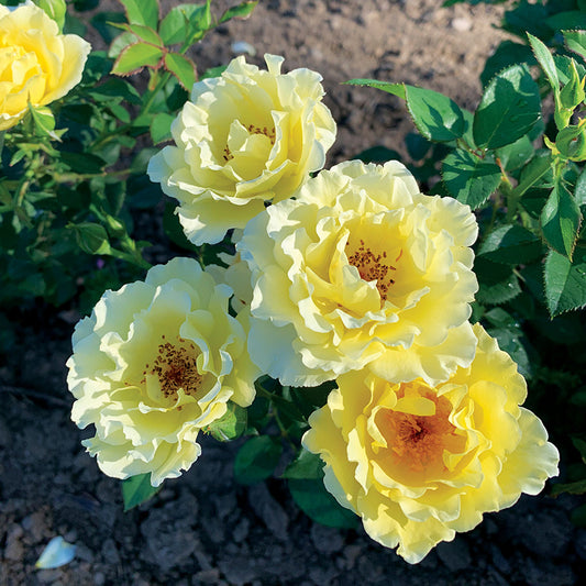 Rose Yukon Sun