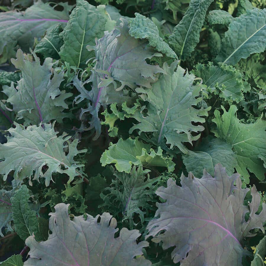Kale Storm Mix Pelleted (60-80 Days) - 852A