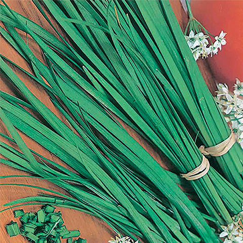 Chives - Garlic - 854A
