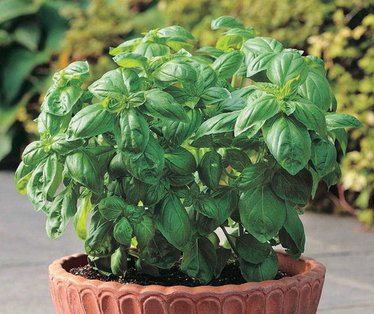 Basil Dolce Fresca - 855A