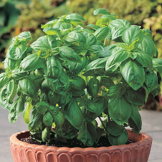 Basil Dolce Fresca