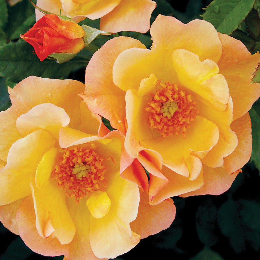 Shrub Rose Morden Sunrise