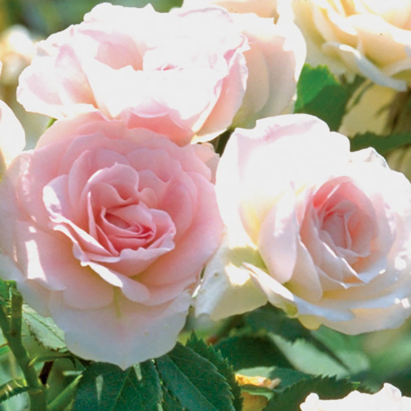 Madeline Shrub Roses Shrub Rose Morden Blush - Hardy Pink Rose | T&T Seeds