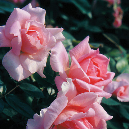 Rose Lambert Closse