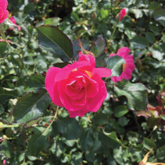 Rose Aurora Borealis