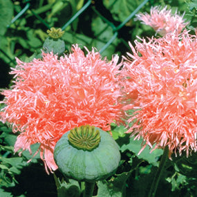 Poppy Seed - 856A