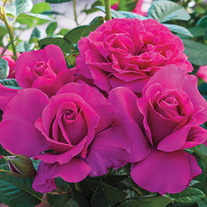 Rose Pretty Lady - 8571A
