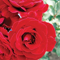 Rose Don Juan - 8573A