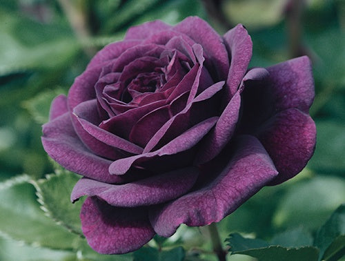 Rose Ebb Tide - 8574A