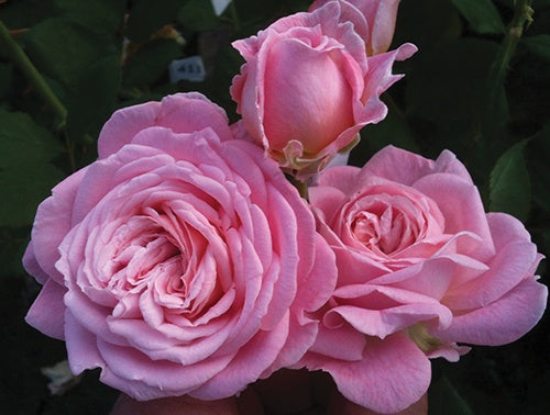 Rose Summer Romance - 8575A