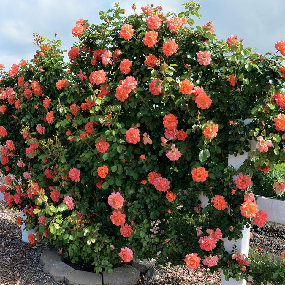 Climbing Rose Above All