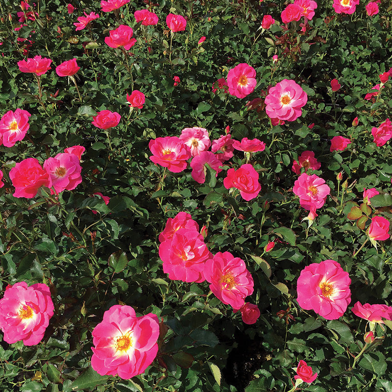 Climbing Rose Felix Leclerc