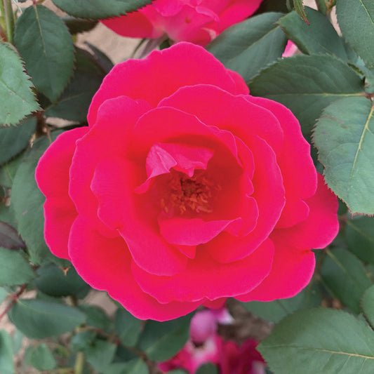 Rose Winnipeg Parks