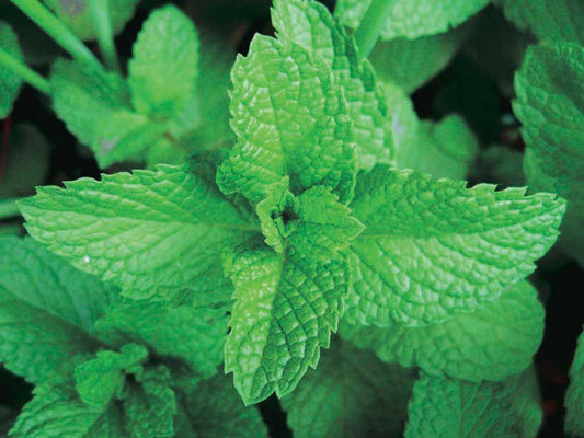 Peppermint (Perennial) - 858A