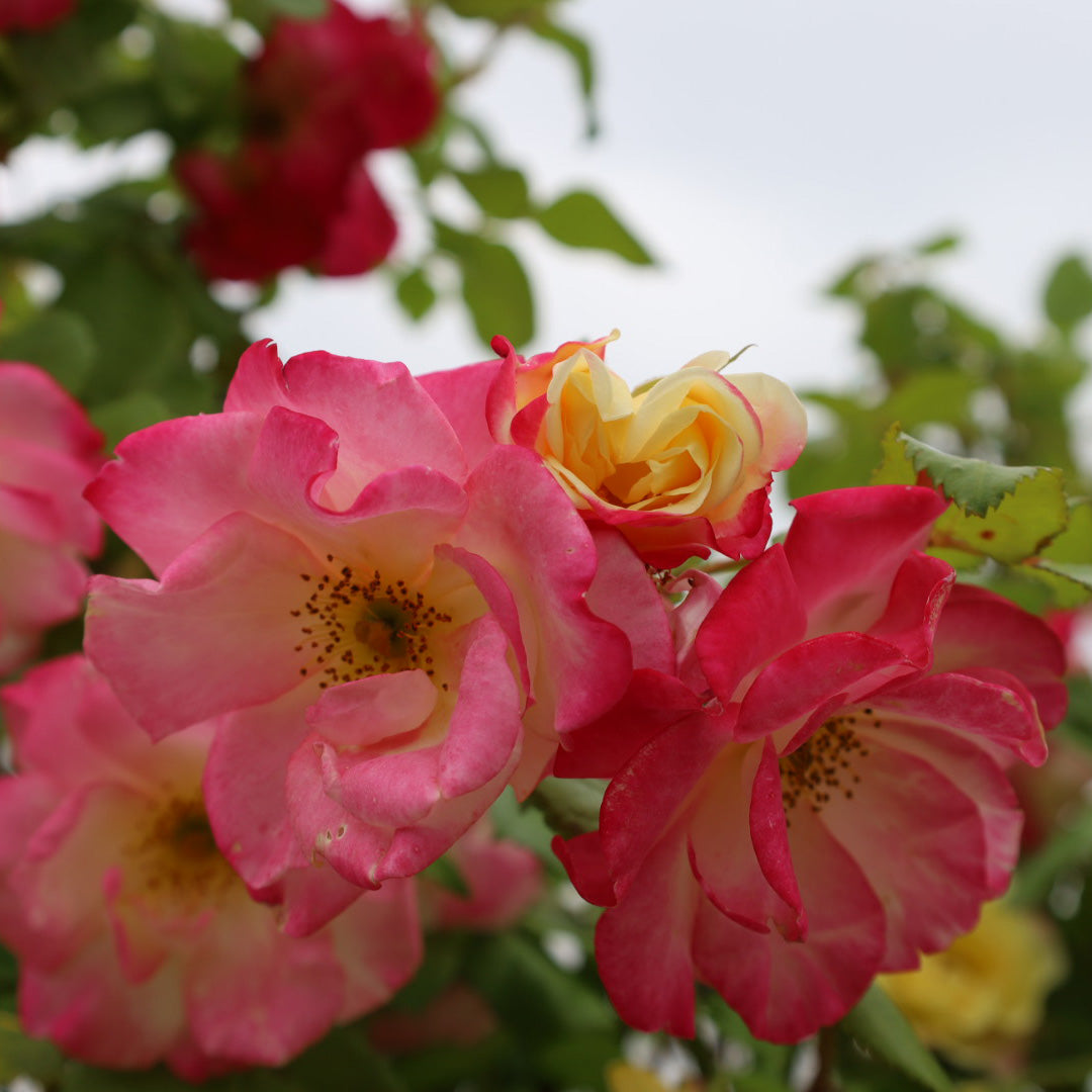 Rose Campfire