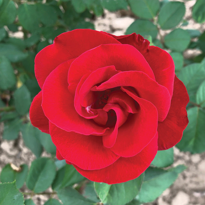 Rose Emily Carr