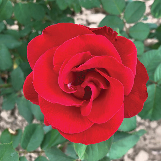 Rose Emily Carr