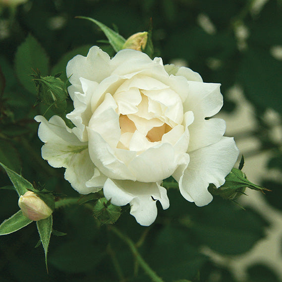 Rose Icecap