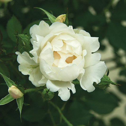 Rose Icecap