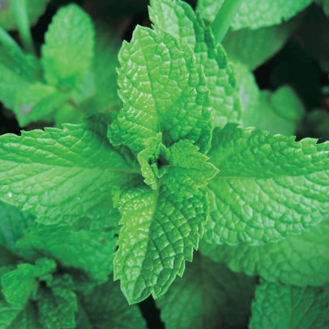 Peppermint (Perennial) - 858A