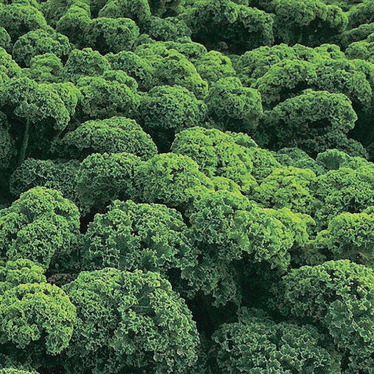 Kale Prizm (30-55 Days) - 859A