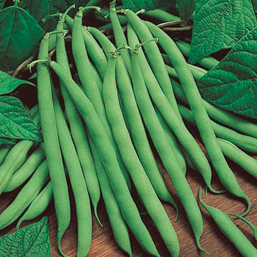Bean Tendergreen (52 Days) - 85A
