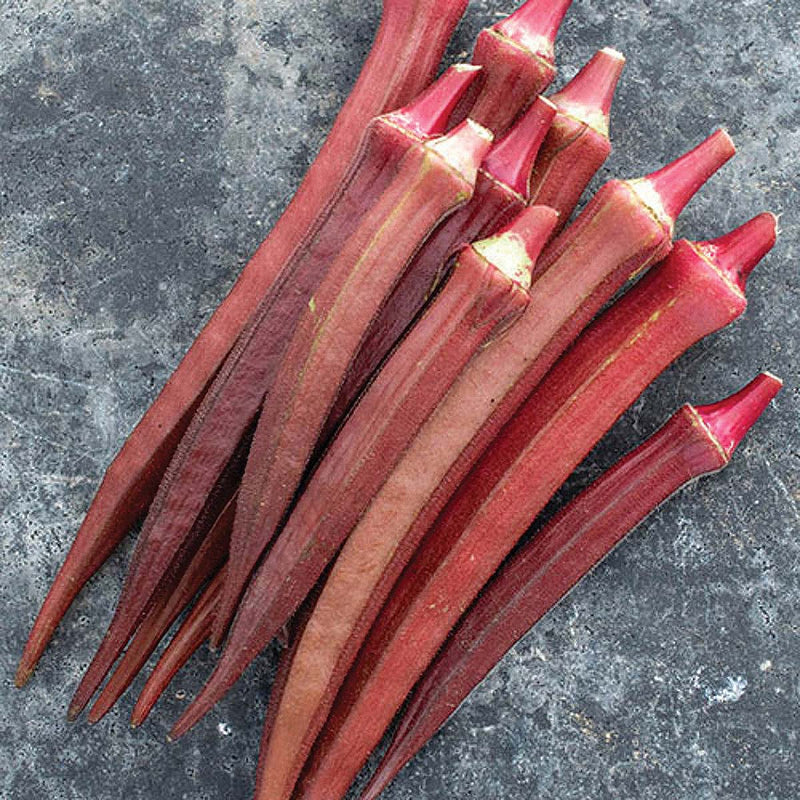 Okra Carmine Splendor (51 Days) - 860A