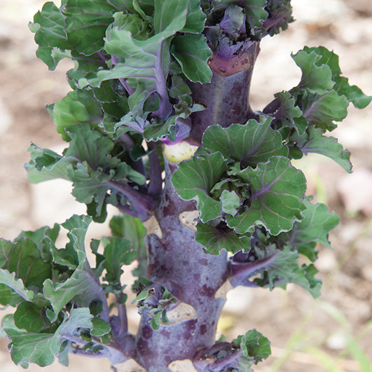 Kalettes Autumn Star